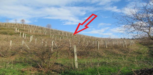 Pemetore